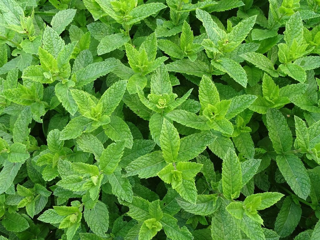 MENTA